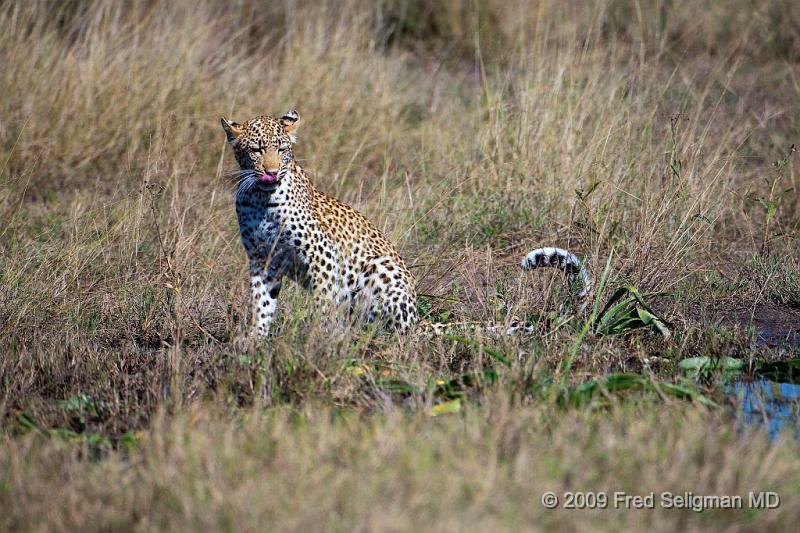 20090613_121239 D300 X1.jpg - The Leopard is completely solitary